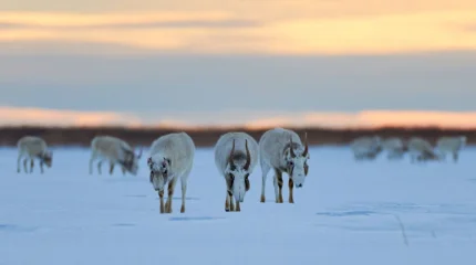 Киіктер жаппай ауылға кіруде
