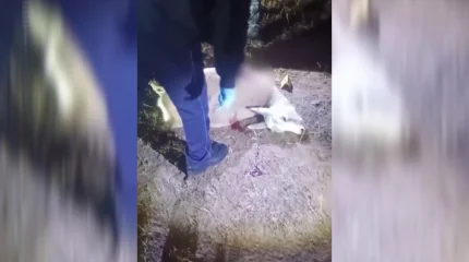 Жамбыл облысында қызыл кітапқа енген жануарларды атқан броконерлер қолға түсті