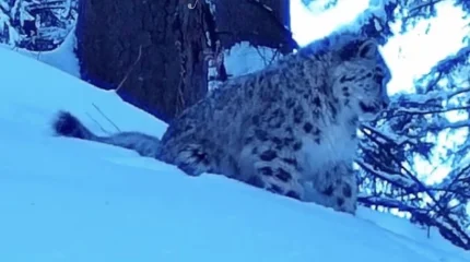 Детёныши снежного барса попали на видео под Алматы