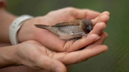 В Польше открыли первый в мире «птицемат»