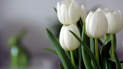 «Сізге гүл жіберді»: Алаяқтардың жаңа схемасы пайда болды