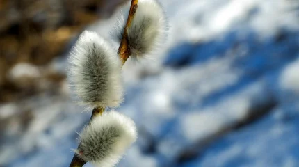 Прогноз погоды на 1 марта 2026 года в Астане, Алматы и Шымкенте