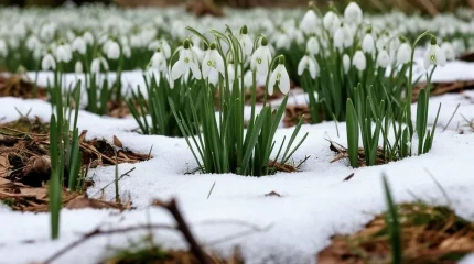 Март теплее и влажнее обычного обещают казахстанцам