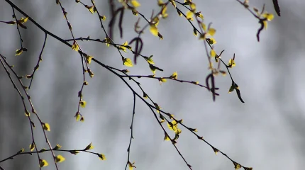 Синоптиктер наурыз айына арналған ауа райы болжамын жариялады