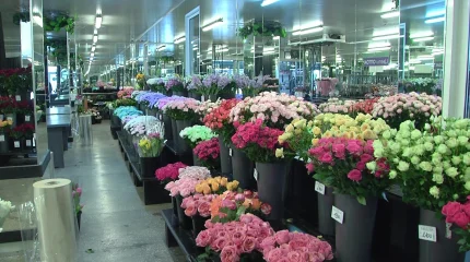 Қазақстанда гүл бағасы шарықтады