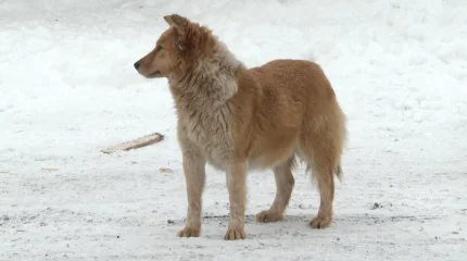 Казахстанцы массово жалуются на бродячих собак