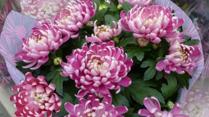 Аллерголог дал советы по выбору цветов к 8 Марта