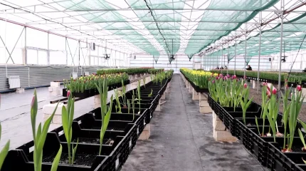 Атырауда қызғалдақ өседі