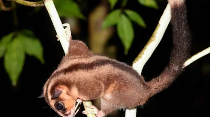 Ученые нашли животных, считавшихся вымершими шесть тысяч лет назад