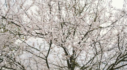 8 наурызда бірнеше өңірде ауа райы бұзылады