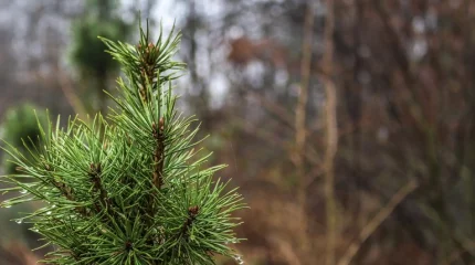 Ветер и гололед в Астане, туман - в Алматы: погодные сюрпризы 9 марта
