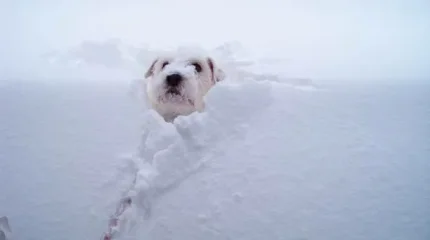 В Астане мороз и сильный ветер, в Алмате – сильный снег: погода в среду, 11 марта