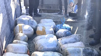 Мужчину с 200 килограммами наркотиков задержали в Костанайской области