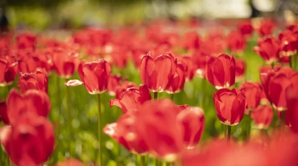 Қызғалдақ жұлғандарға қомақты айыппұл салынады