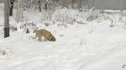 Итттердің терісін сыпырып, басын кескен