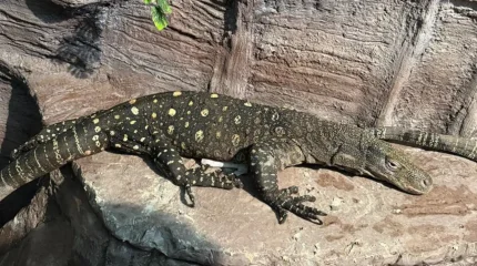 Алматы хайуанаттар бағына Индонезиядан кесірткелер жеткізілді