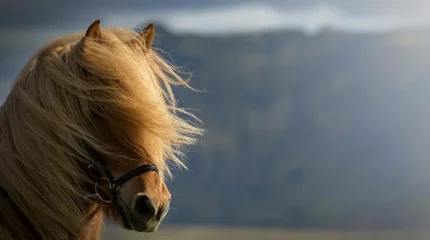 В Астане туман, в Шымкенте сильный ветер: погода в мегаполисах в понедельник, 16 марта