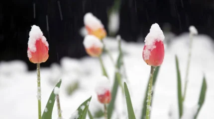 Потепление идет в Казахстан