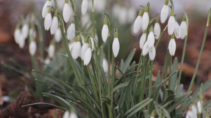 Весеннее тепло и погодные ловушки: где ждать туман и гололёд 18 марта