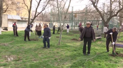 Жаңару күнінде Шымкентте ағаш көшеттері егілді