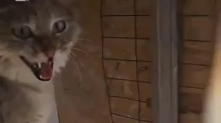 Степная кошка забрела к людям в Атырауской области