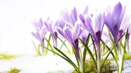 +25°С: Наурыз мерекесінде күн жылы болады