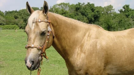 Казахстанцы снова обновили рекорд по потреблению конины