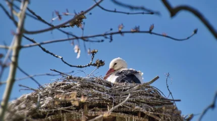 Весна вступает в силу: в Казахстан идёт тепло и осадки