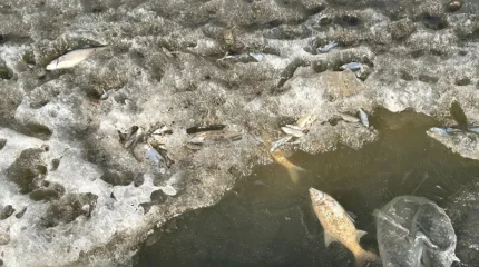 Сазды өзенінде балық қырылды