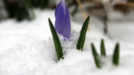 Погода в Казахстане на 25 марта 2026 года: весна с разной улыбкой природы