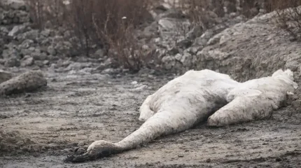 Массовую гибель лебедей зафиксировали вблизи Актау