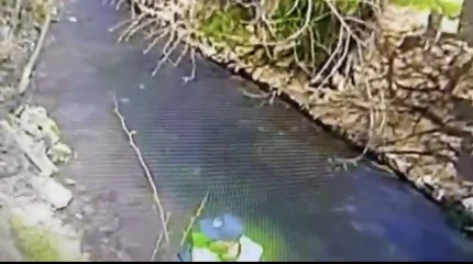 Трогательные кадры: полиция вытащила котят из реки в Шымкенте