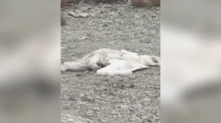 Свыше десяти мертвых лебедей обнаружили в Мангистауской области