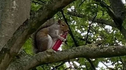 Ұлыбританияда тиіндер электронды темекіге әуес бола бастады