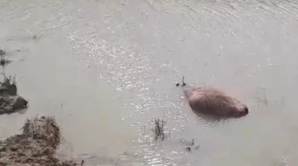 Атырау облысында ірі қара батпаққа батып өліп жатыр