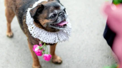 Собаки рядом с человеком уже 15 тысяч лет: ученые сделали сенсационное открытие