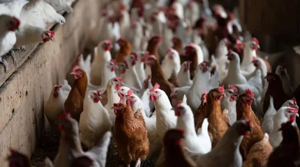 Германия уничтожила почти 2,5 миллиона кур