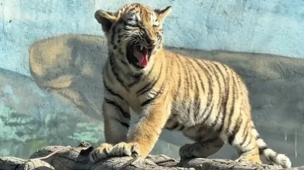 Пополнение в алматинском зоопарке: родились три амурских тигра (ВИДЕО)