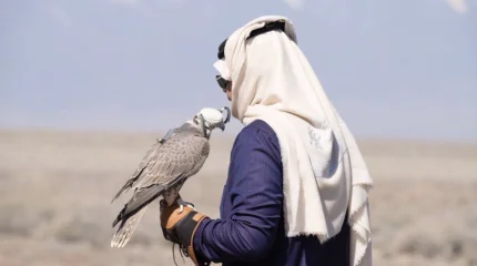 Краснокнижных балобанов выпустили в дикую природу Казахстана