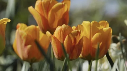 Весна набирает силу: до +30°С ожидается в ближайшие дни