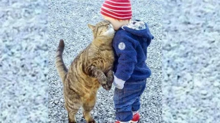 Кошки оказались худшими питомцами для маленьких детей