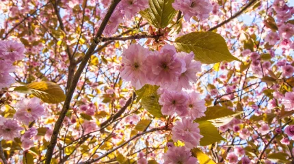 +32 градус ыстық болады