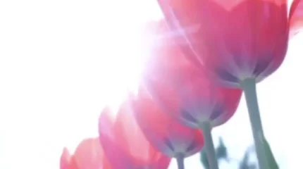 В Шымкенте расцвели 1,6 миллиона тюльпанов