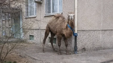 Актаусца наказали за «припаркованного» в городе верблюда