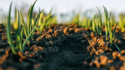 Жамбылда шаруаларға жер бермегендер жауапқа тартылды