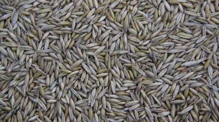 Кадровый голод в селе: депутат предложил срочные меры