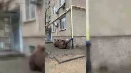 "Припаркованного" возле многоэтажного дома верблюда сняли на видео в Актау