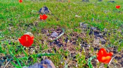 Түркістанда Қызыл кітапқа енген қызғалдақ гүлдеді