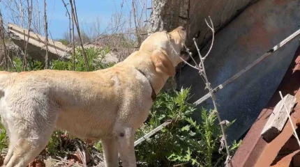 ШҚО-да төрт аяқты құтқарушыны құрметпен зейнетке шығарып салды