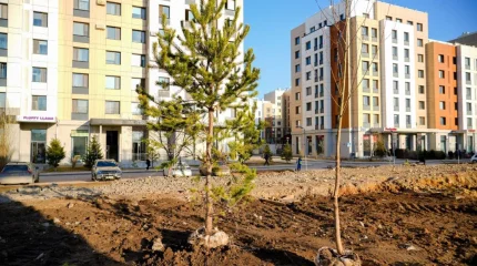 Миллион деревьев и кустарников высадят в Астане